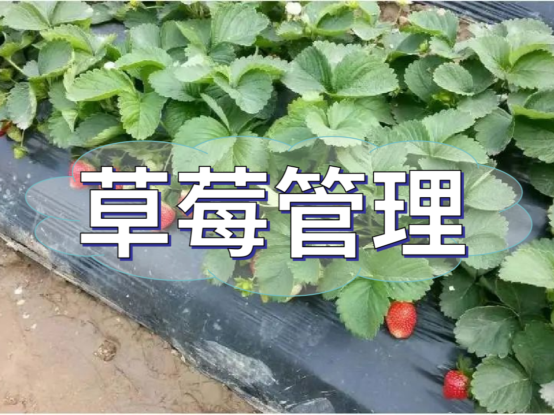 這樣做讓你的草莓品質(zhì)好，產(chǎn)量高！