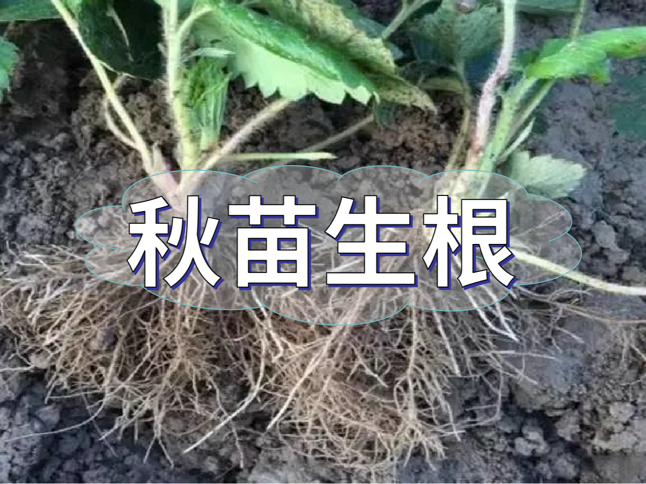 秋播開(kāi)始，生根養根是作物健壯增產(chǎn)提質(zhì)的關(guān)鍵
