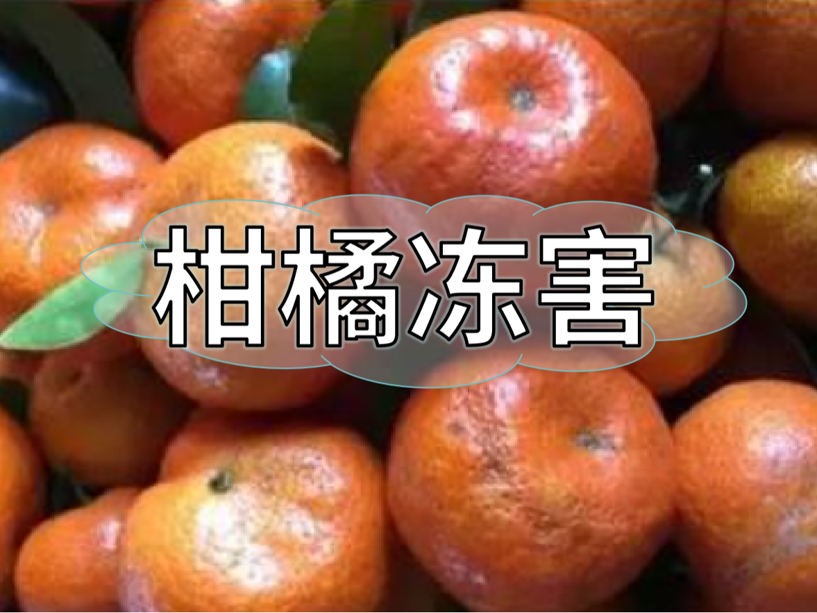 柑橘凍害難恢復，防凍提前做更重要