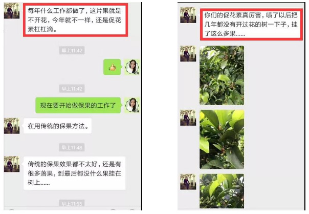 秋梢期，柑橘果農都在做這件事……