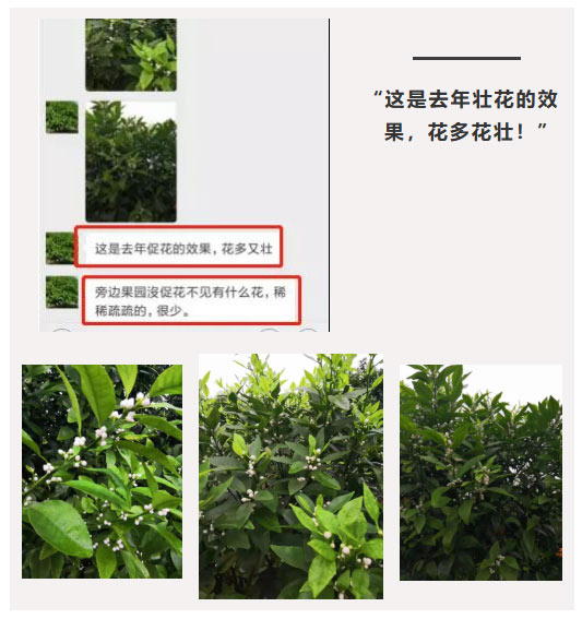 秋梢期，柑橘果農都在做這件事……