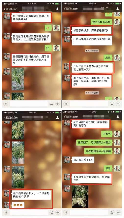 荔枝園連年高產(chǎn)，秘訣在這里