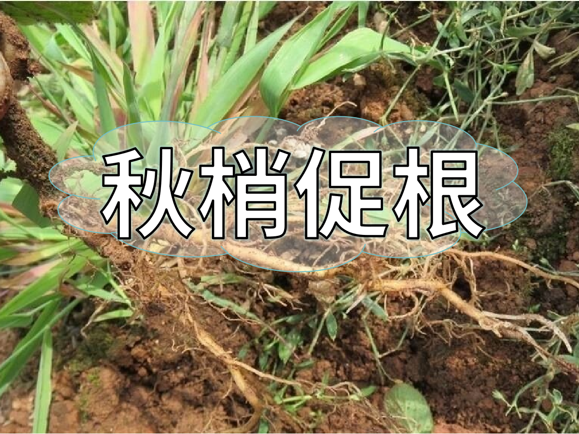 秋季促梢壯梢忙，促根養根才是第一步